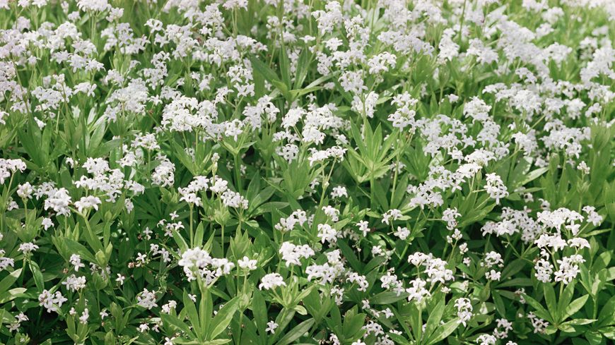 L&rsquo;aspérule odorante est-elle comestible ?
